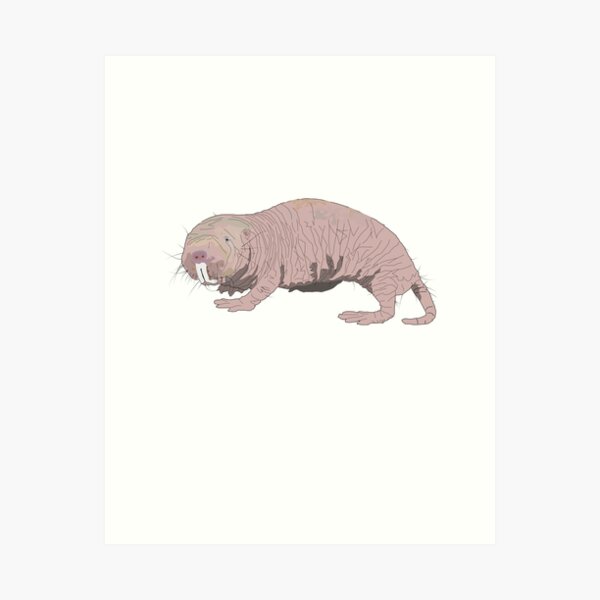 Naked Mole Rat Art Prints Redbubble