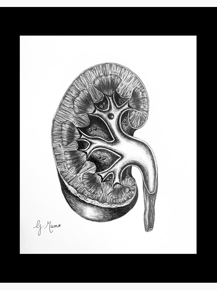 11.3 The Kidney | BioNinja
