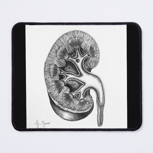 Item preview, Vintage Kidney Drawing  designed and sold by gabriellamamo.