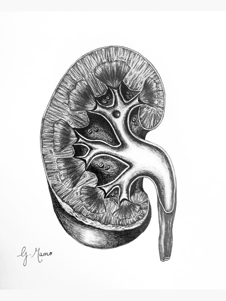 A Simple Drawing of Human Kidney Stock Illustration - Illustration of  simple, renal: 160410498