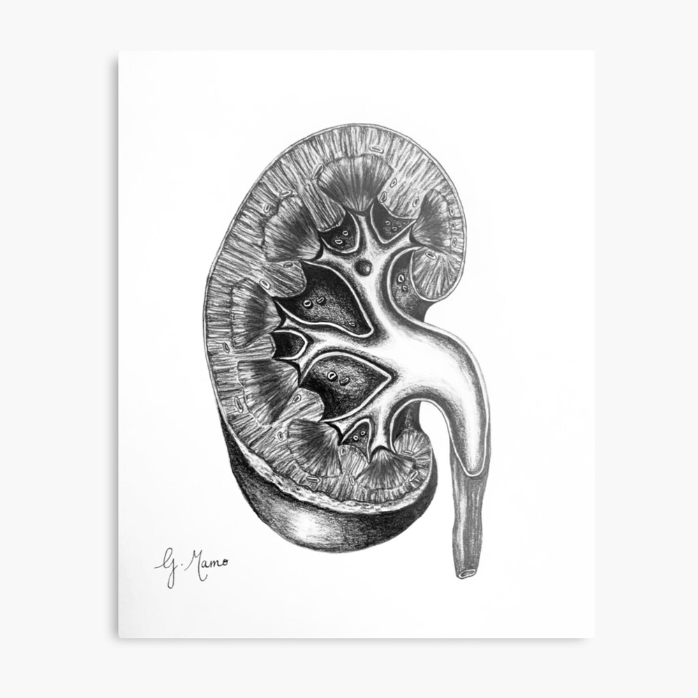 Kidney anatomy poster with flowers – Codex Anatomicus