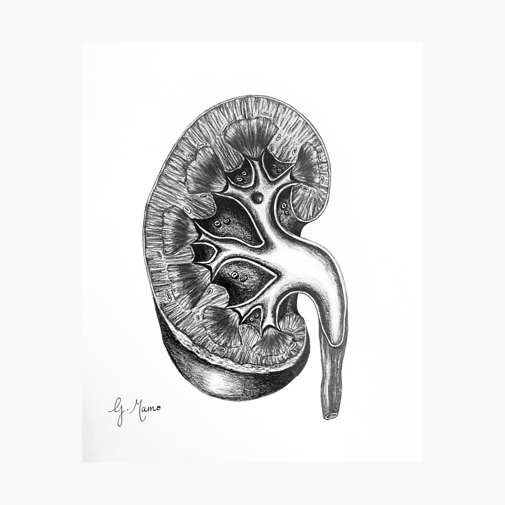 Vintage Kidney Drawing 