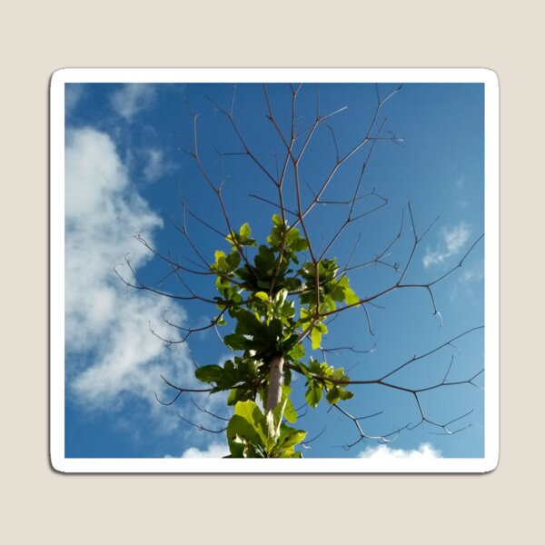 Item preview, Beach tree in the sea with dry leaves in Majagual, Nicaragua designed and sold by Galaxyvas.