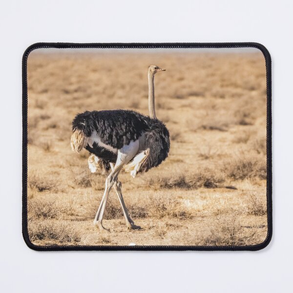 Item preview, Ostrich, Namibia designed and sold by Lyl Dil Creations.