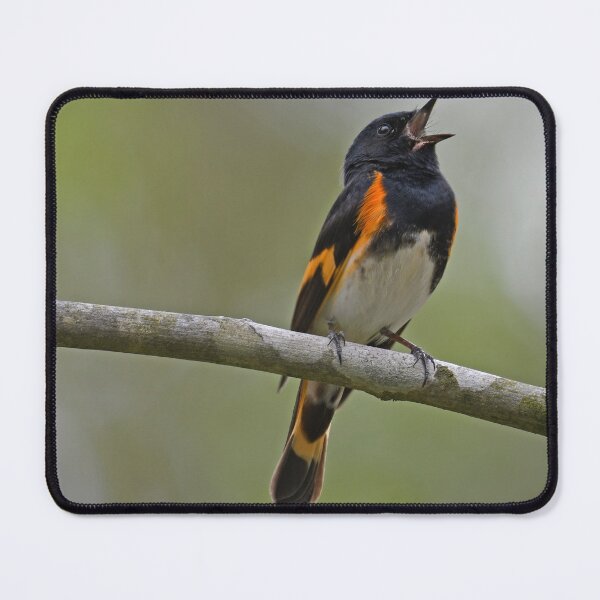 Item preview, American Redstart Photo designed and sold by LauraWolfArtist.