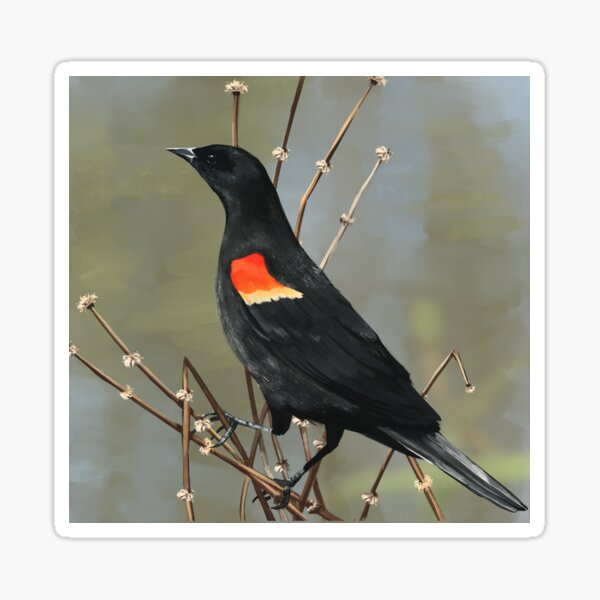 Item preview, Redwing Blackbird designed and sold by maxaloofness.