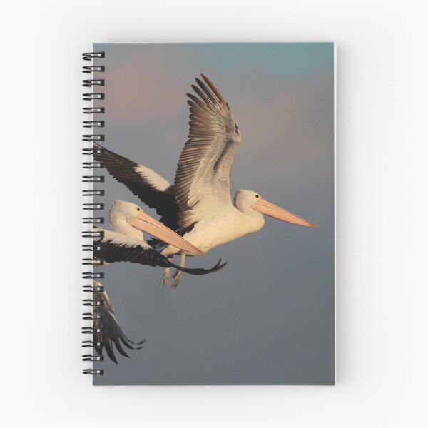 Item preview, Pelicans at Sunset  designed and sold by Seesee.