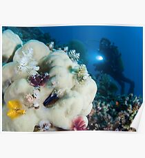 Christmas tree worms (Spirobranchus giganteus) on a coral. Poster