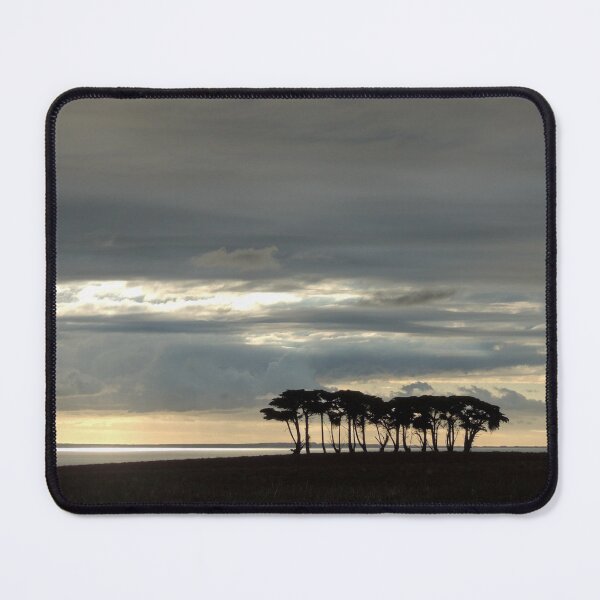 Item preview, Silhouetted Trees, Stanley, Tasmania, Australia. designed and sold by kaysharp.