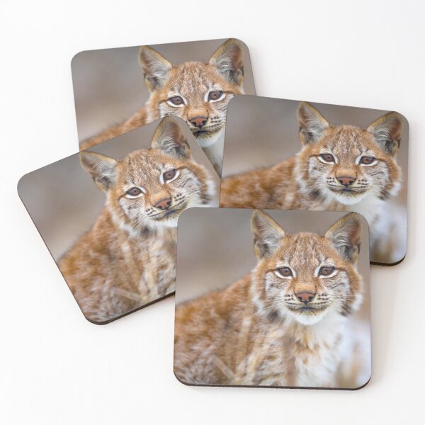 Item preview, Lynx Photograph  designed and sold by AnimalLover4eva.