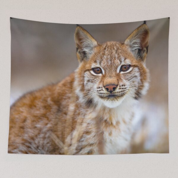 Item preview, Lynx Photograph  designed and sold by AnimalLover4eva.