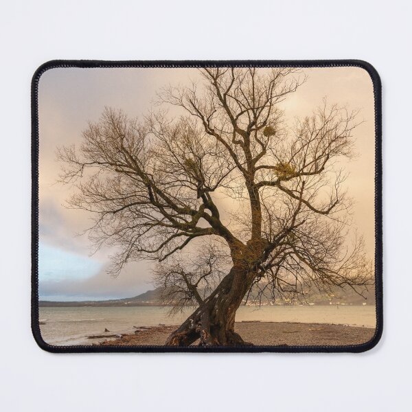 Item preview, Old willow on the shore of lake Constance designed and sold by Stefan Rotter.