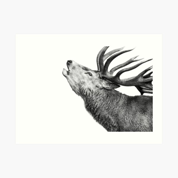 Red Deer Roar Art Print