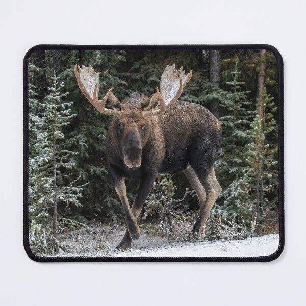 Item preview, Bull Moose in winter, Jasper, Alberta in the Canadian Rockies designed and sold by Maddie4Real.