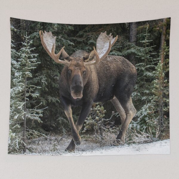 Item preview, Bull Moose in winter, Jasper, Alberta in the Canadian Rockies designed and sold by Maddie4Real.