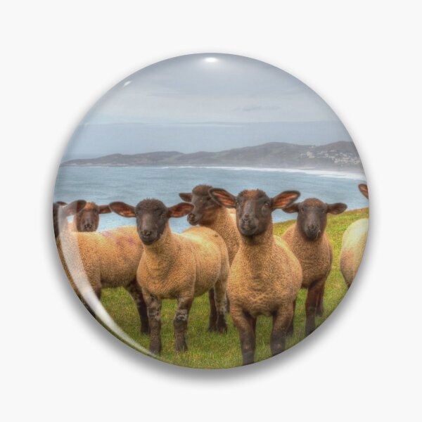 Item preview, Black Face Suffolk Sheep Flock designed and sold by acceleratorhams.