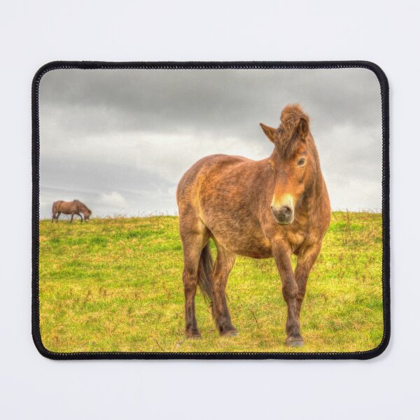 Item preview, Exmoor Ponies Quantock Hills Somerset designed and sold by acceleratorhams.