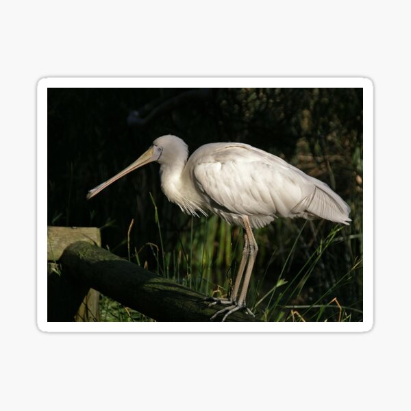 Item preview, Yellow-billed Spoonbill ... designed and sold by rogersmith.