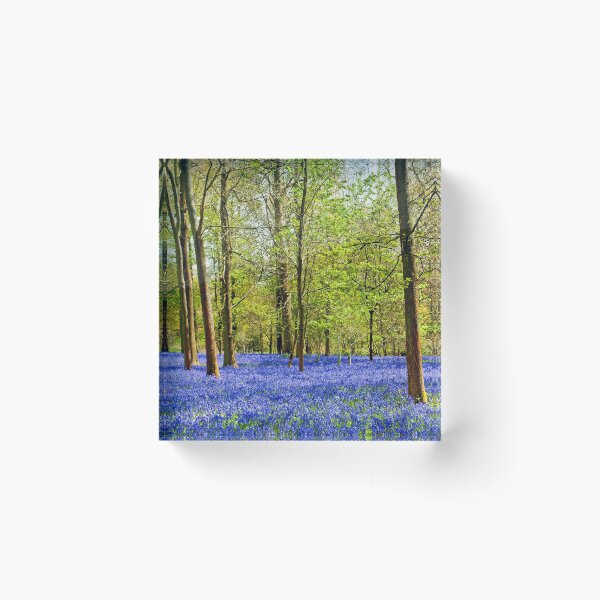 Item preview, Bluebell Woods Greys Court Oxfordshire England UK designed and sold by AndyEvansPhotos.