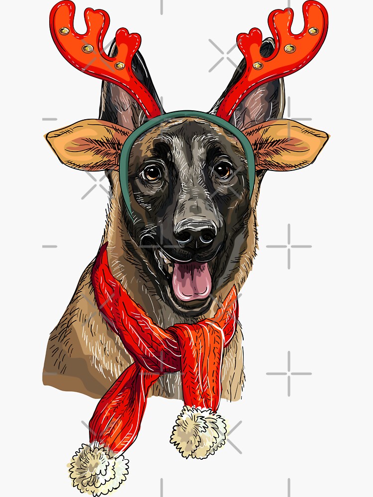 Christmas Belgian Shepherd Malinois dog