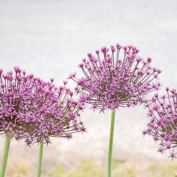 Artwork thumbnail, Purple Allium by Imogen Boshstar Art