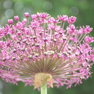 Artwork thumbnail, Single Purple Allium by Imogen Boshstar Art
