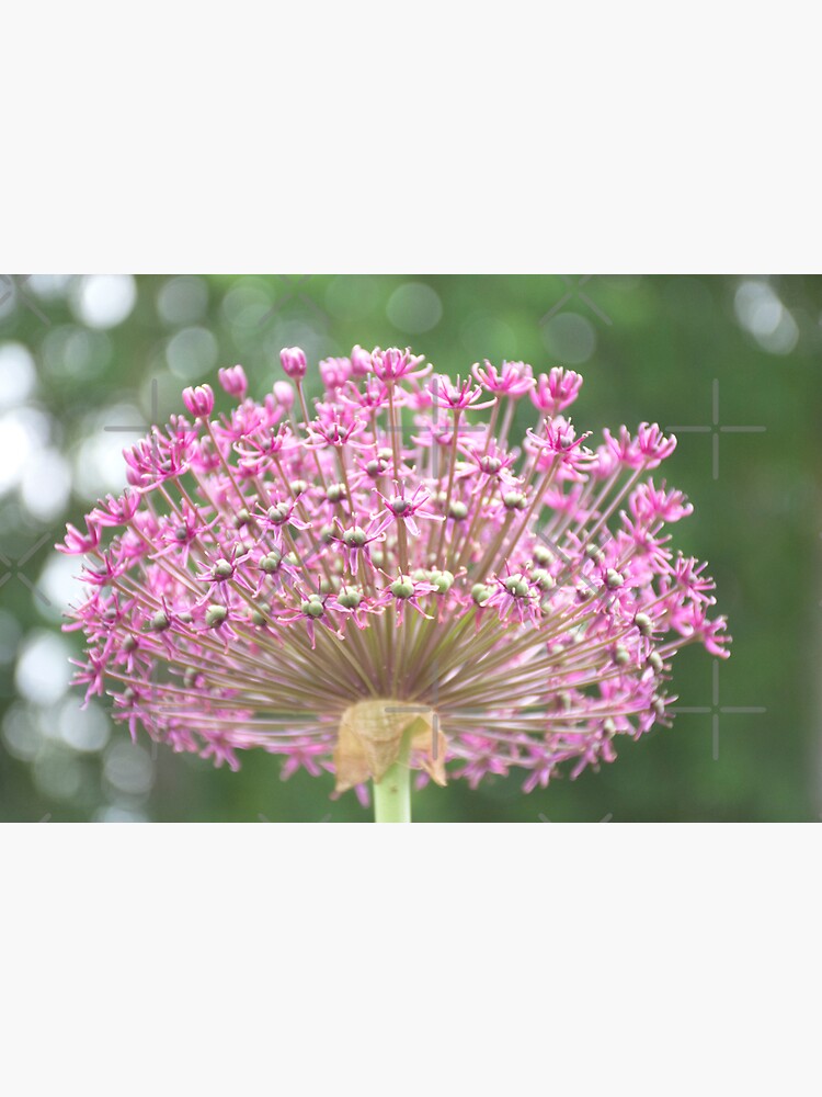 Thumbnail 3 of 3, Sticker, Single Purple Allium designed and sold by BeckmogArt.
