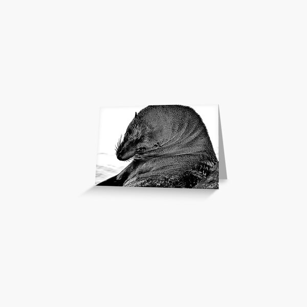 Item preview, Australian Fur Seal B&W designed and sold by salsbells69.