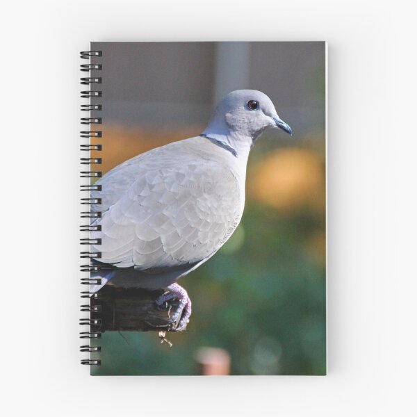 Item preview, Eurasian Collared Dove designed and sold by Michiale.