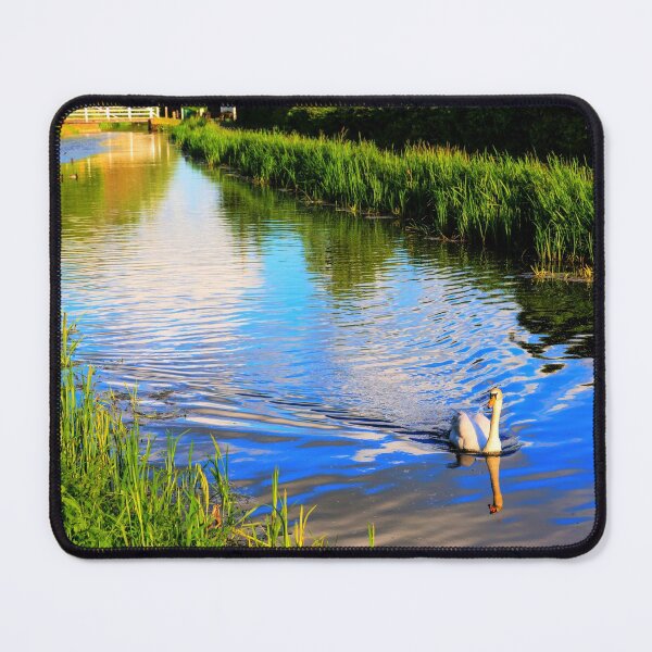 Item preview, Swan on canal swimming gracefully Somerset England near Taunton UK designed and sold by acceleratorhams.