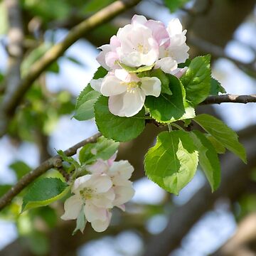 Artwork thumbnail, Apple Blossom by Imogen Boshstar Art