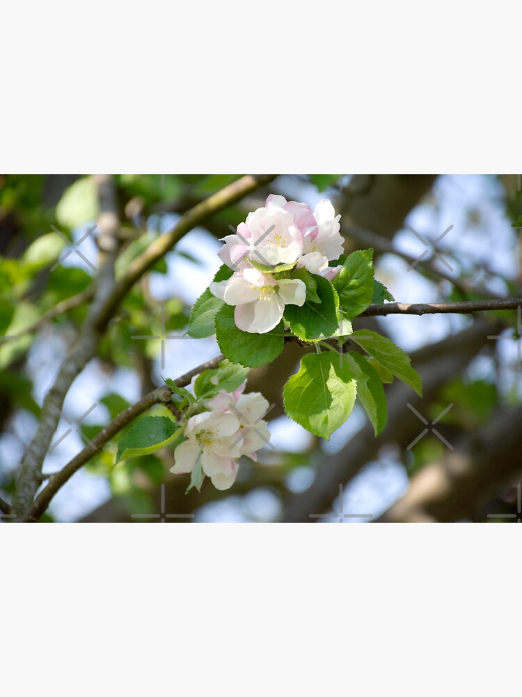 Thumbnail 3 of 3, Sticker, Apple Blossom designed and sold by BeckmogArt.