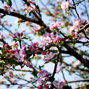 Artwork thumbnail, Mass of Blossom by Imogen Boshstar Art