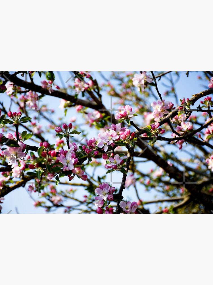 Thumbnail 3 of 3, Sticker, Mass of Blossom designed and sold by BeckmogArt.