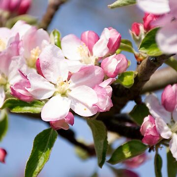 Artwork thumbnail, Spring Apple Blossom by Imogen Boshstar Art