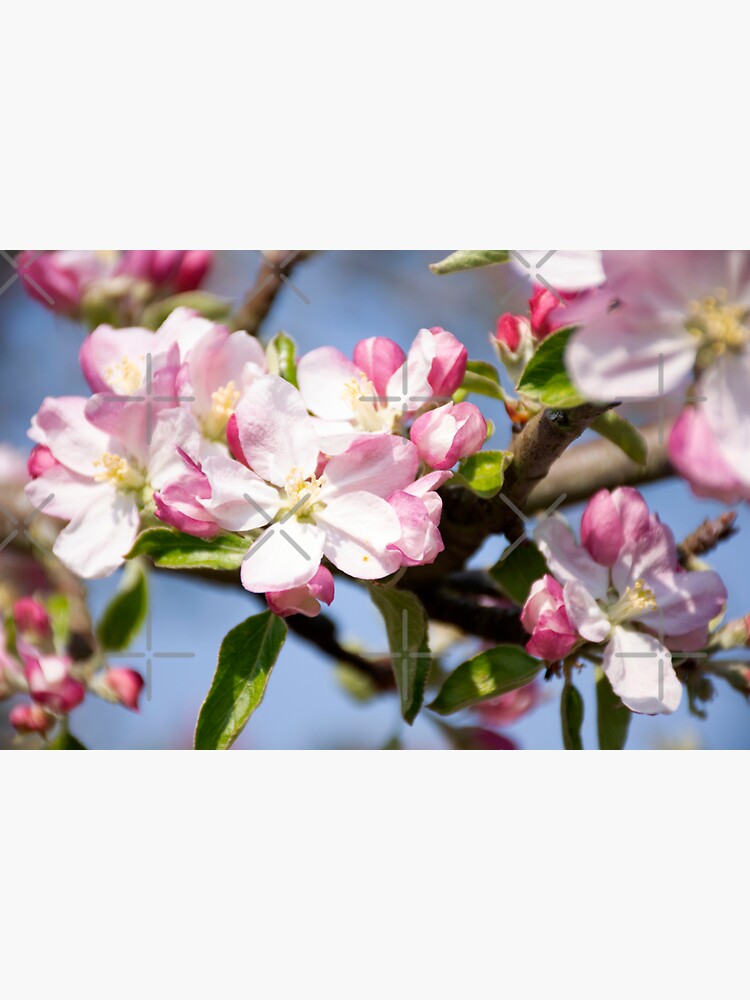 Thumbnail 3 of 3, Sticker, Spring Apple Blossom designed and sold by BeckmogArt.