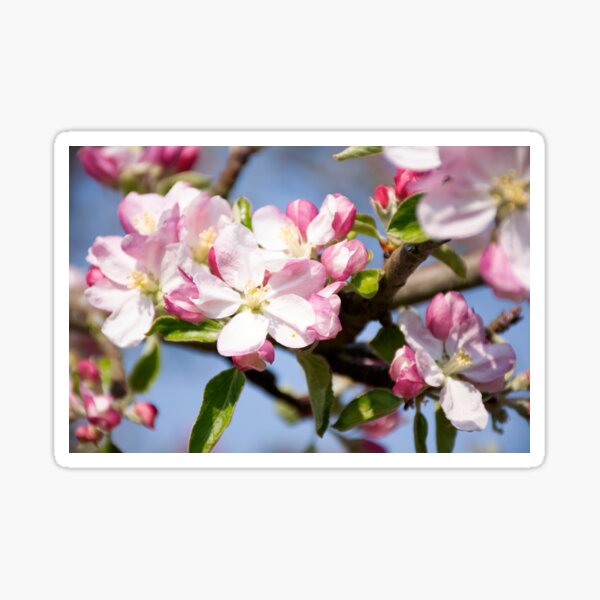 Spring Apple Blossom Sticker