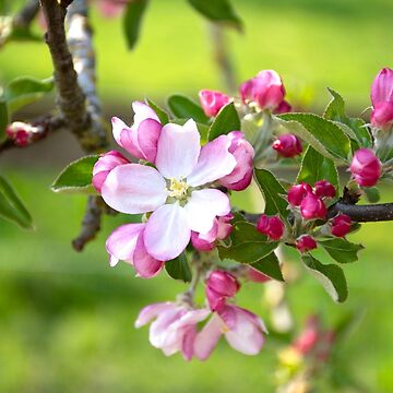 Artwork thumbnail, Beautiful Blossom by Imogen Boshstar Art