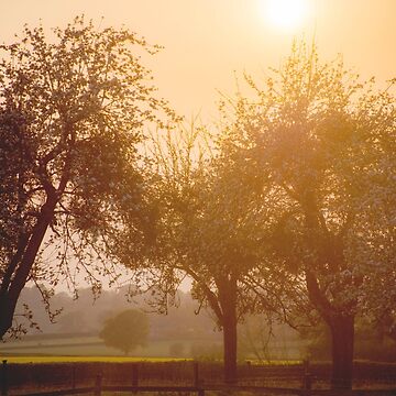 Artwork thumbnail, Dreamy Orchard Sunset by Imogen Boshstar Art