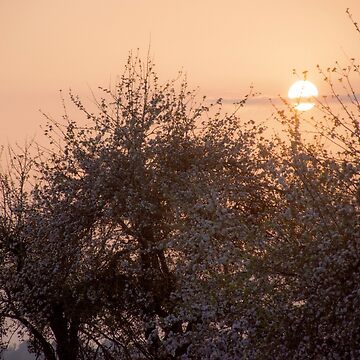 Artwork thumbnail, Hazy Orange Orchard Sunset by Imogen Boshstar Art