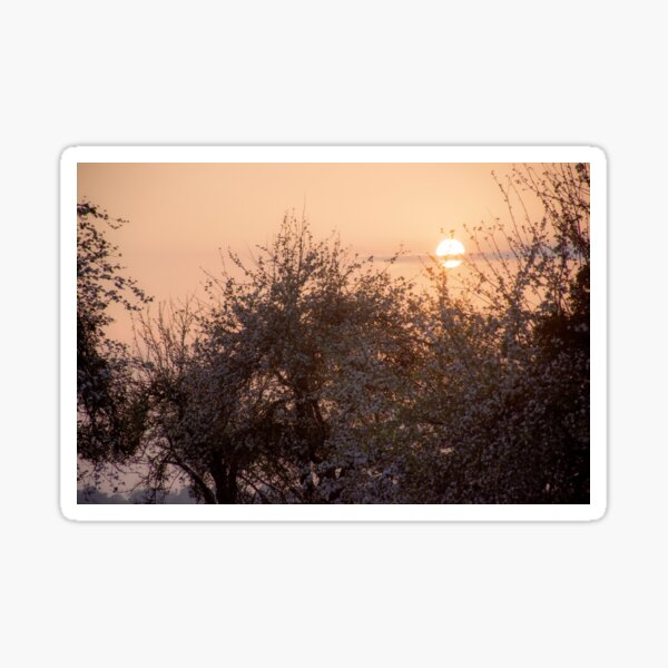 Hazy Orange Orchard Sunset Sticker