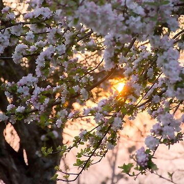 Artwork thumbnail, Magical Orchard Sunset by Imogen Boshstar Art