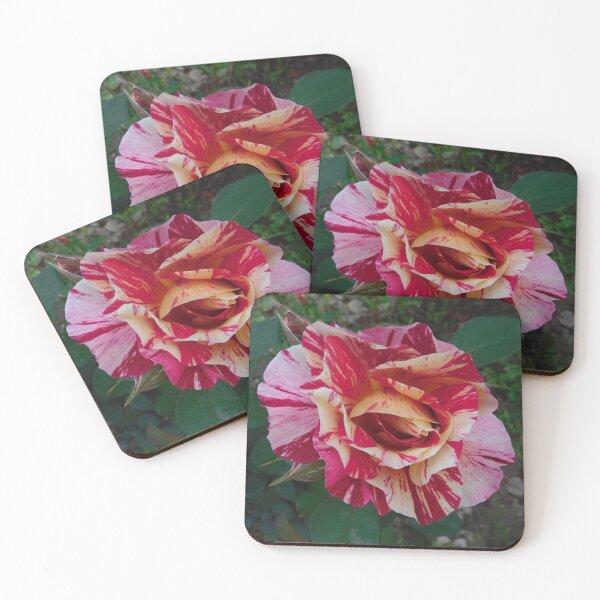Item preview, Rose, Rosa Neil Diamond Flower. Multi colored or Rainbow flowers. Love nature.  designed and sold by TheNatureTalent.