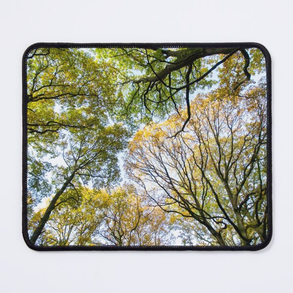 Item preview, Looking up into the trees. Ancient wood near Ludlow designed and sold by HalcyonPrints.