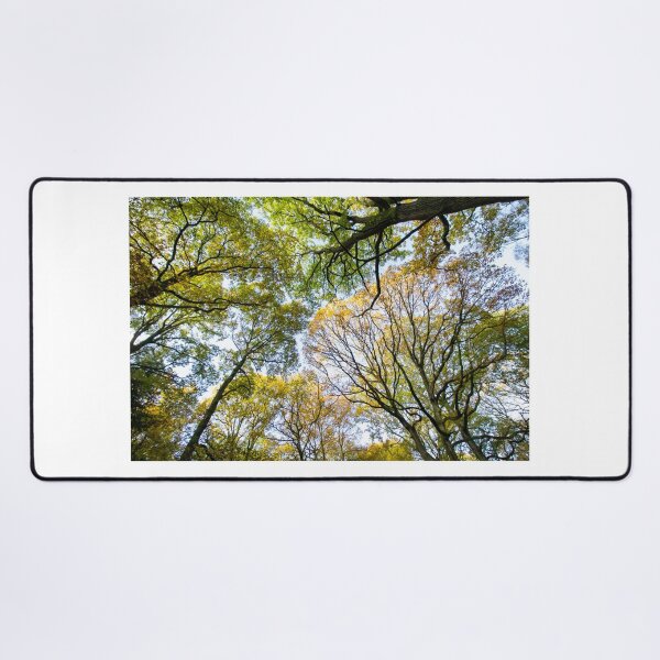 Item preview, Looking up into the trees.  Ancient wood near Ludlow designed and sold by HalcyonPrints.