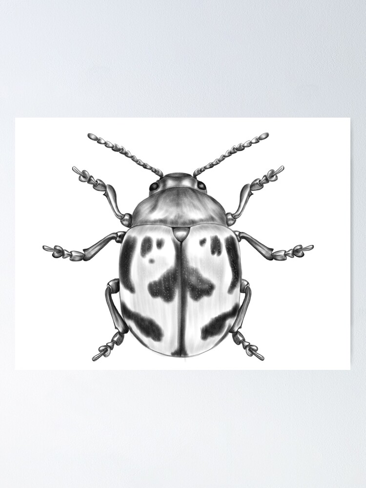 Swamp Milkweed Leaf Beetle Poster For Sale By Bryantpencil Redbubble