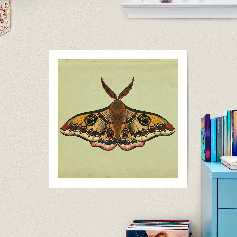 Emperor Moth handdrawn tattoo design : r/electricbrainstem