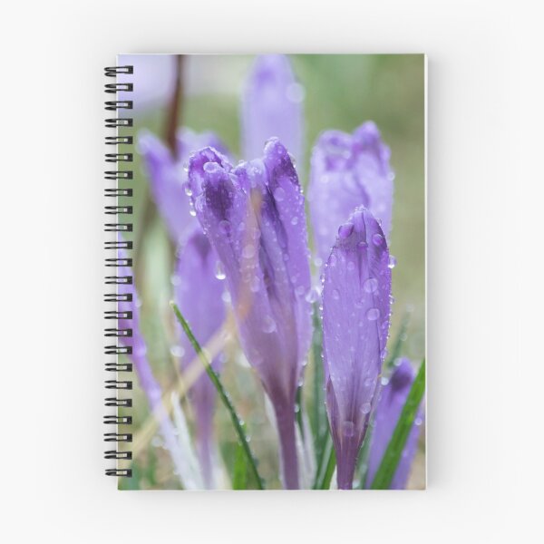 Item preview, Purple crocuses in the rain. Nature background designed and sold by aquapixel.