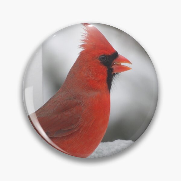 Item preview, Cardinal Photo designed and sold by Jeda1429.
