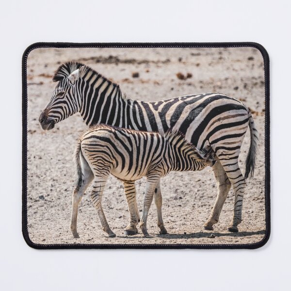 Item preview, Zebra foal nursing, Namibia designed and sold by Lyl Dil Creations.